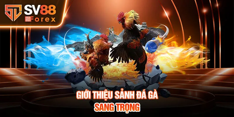 Giới thiệu sảnh đá gà sang trọng