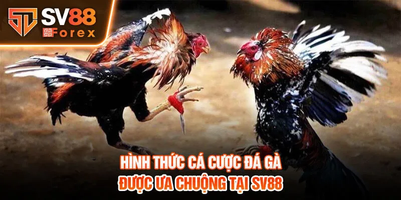 Hình thức cá cược đá gà được ưa chuộng tại SV88