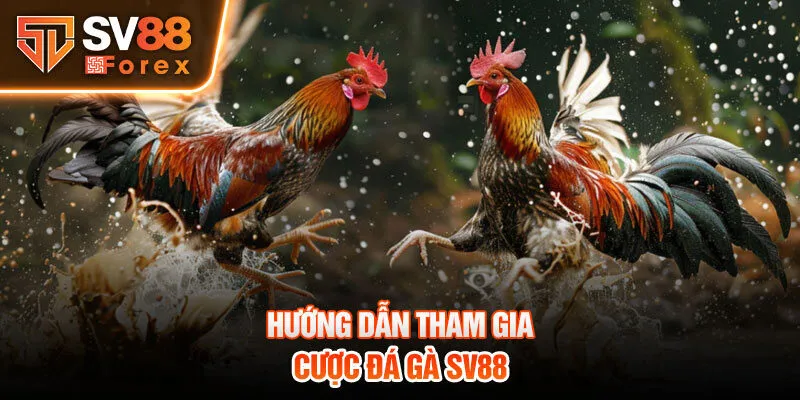 Hướng dẫn tham gia cược đá gà SV88