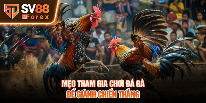 Mẹo tham gia chơi đá gà để giành chiến thắng