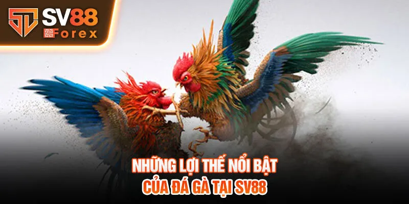 Những lợi thế nổi bật của đá gà tại SV88