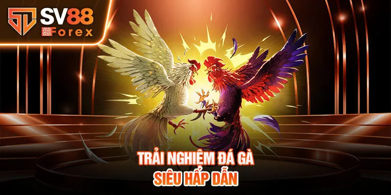 Trải nghiệm đá gà siêu hấp dẫn 